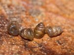 Foto: Zahnlose Windelschnecke (Autor: Dr. A. Pardey)