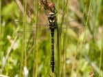 Foto: Zweigestreifte Quelljungfer (Autor: Dr. A. Pardey)