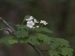 Foto: Zweigriffliger Weißdorn (Autor: Dr. A: Pardey)