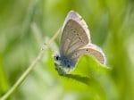 Foto: Zwerg-Bläuling (Autor: Dr. A. Pardey)