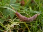 Foto: genetzte ackerschnecke (Autor: