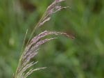 Fotro: Rasen-Schmiele (Autor: Dr. A. Pardey)