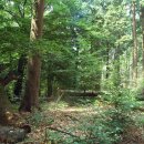 Fragen rund um die Waldentwicklung im Nationalpark Eifel und im Hetzinger Wald stehen bei der Bürgerwanderung am Samstag im Mittelpunkt.