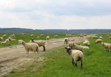 Freilaufende Hunde greifen Schafherde im Nationalpark Eifel an