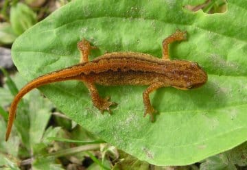 Frühling im Nationalpark-Zentrum: Biene, Buche, Bergmolch &amp; Co.