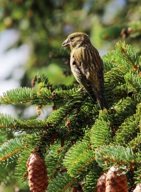 Für den Lebensraum Nadelwald wie gemacht: Der Fichtenkreuzschnabel (Loxia curvirostra). Mit dem speziellen Schnabel gelangt er an Fichtensamen, die er aus dem Zapfen zieht.