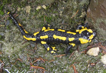 Für diese Arten geht's ums Überleben