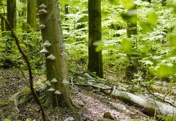 Gemäß des Nationalpark-Mottos "Natur Natur sein lassen" hält sich der Mensch immer mehr aus den natürlichen Abläufen heraus und überlässt die Natur im Nationalpark sich selbst.