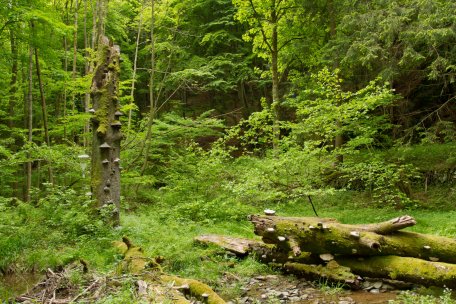 Gemäß des Nationalpark-Mottos &quot;Natur Natur sein lassen&quot; greift der Mensch auf einem immer größeren Teil des Nationalparks Eifel nicht mehr in die natürlichen Prozesse ein. Das kann - wie hier im Bild dargestellt - heißen, dass ein umgestürzter Baum liegen