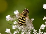 Gemeine Garten-Schwebfliege, Große Schwebfliege (Autor: Dr. A. Pardey)