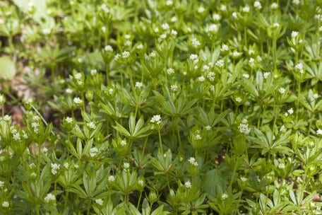 Gibt dem "Waldmeister-Buchenwald" seinen Namen: Galium odoratum, der Waldmeister.