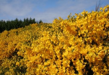Ginsterblütenfest und Europäischer Tag der Parke am 20. und 21. Mai 2023
