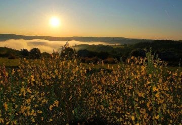 Ginsterblütenfest und Europäischer Tag der Parke am Sonntag, 9. Juni 2013, in Dreiborn