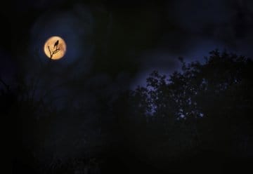  „Glanzlichter der Naturfotografie 2023“ gastiert im Nationalpark-Zentrum Eifel