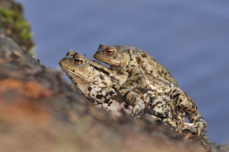 Grasfrosch (Rana temporaria) und Erdkröte (Bufo bufo) - hier im Bild - nutzen stehendes Wasser als Laichgewässer.