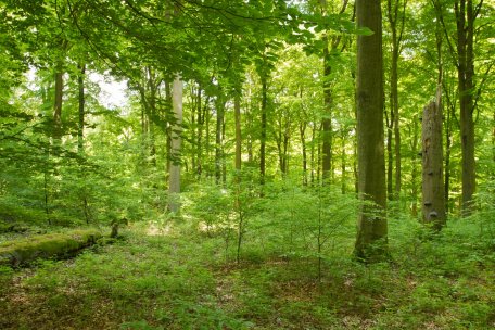 Große Baumexemplare gibt es vor allem an alten Siedlungsstellen sowie in älteren Buchenwäldern.