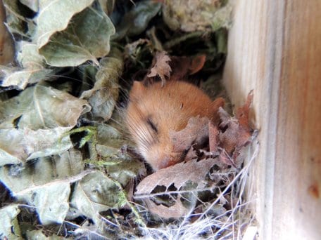 Haselmaus in ihrem Winterquartier aus Blättern, Federn und Moosen im Nationalpark Eifel.