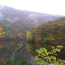 Herbstwald am Obersee. Ein Foto von Nationalpark-Ranger Sascha Wilden.