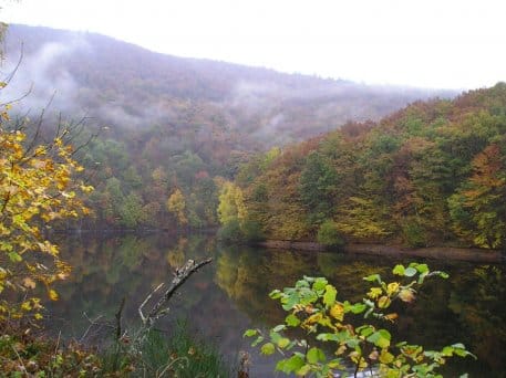 Herbstwald am Obersee. Ein Foto von Nationalpark-Ranger Sascha Wilden.