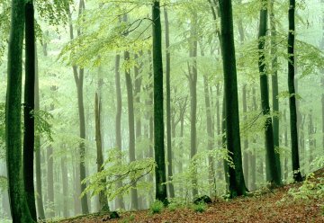 Im Frühjahr Gefahr von Waldbränden im Nationalpark Eifel