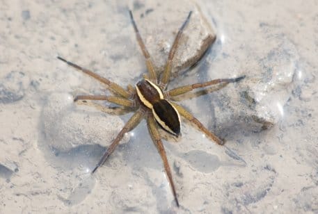 Im Gegensatz zu anderen Spinnen ist die Gerandete Jagdspinne (Dolomedes fimbriatus) eine aktive Jägerin: Sie überwältigt Kleininsekten im Laufen.