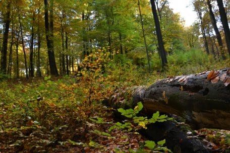 Im Nationalpark Eifel lässt sich die werdende Wildnis erleben, zum Beispiel im Wilden Kermeter. Foto: S. Montag