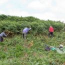 Im Urlaub etwas Sinnvolles tun: Teilnehmer des Bergwaldprojektes genießen den körperlichen Einsatz für den Naturschutz.