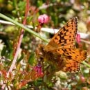 In Nordrhein-Westfalen und in der Eifel gilt „Boloria aquilonaris“ als vom Aussterben bedroht, in Deutschland als stark gefährdet. Foto: Dr. A. Pardey
