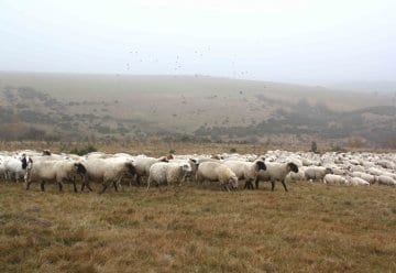 In Zukunft gibt es Bio-Schafe aus dem Nationalpark Eifel