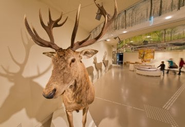In der Ausstellung steht zum Anfassen und Fühlen das Präparat eines Rothirsches.