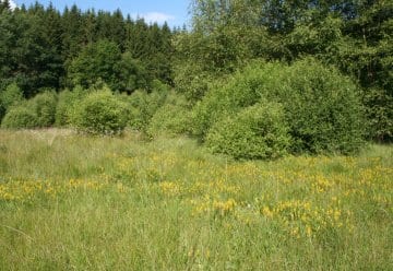 In het zuiden van het nationaal park zijn enkele kleine venen.