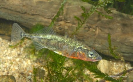 In manch kleinem Gewässer kommt der Dreistachelige Stichling vor.