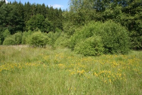 In the Wahlerscheid district, located in the southern, more elevated areas of the Eifel National Park, you can find small marshlands and bogs