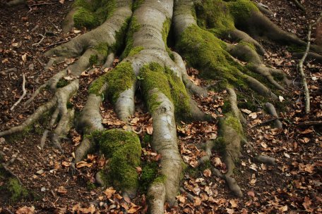 In the steep hillside locations, the constant erosion of the topsoil has led to the formation of slope soil; in other words, soil with a very thin mineral and organic soil layer. 