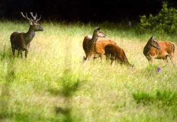 Infoabend zu tagvertrautem Rotwild