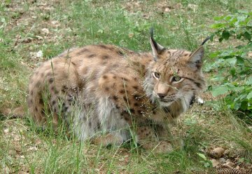 Initiative &quot;Pro Luchs und Co.&quot; gegründet