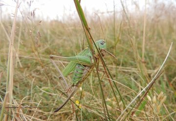 Insekt des Jahres 2026: Nationalpark Eifel schützt wichtige Population des Warzenbeißers
