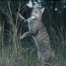 Insgesamt machten die Kameras 118 Wildkatzen-Fotos. Besonders fotogen zeigte sich eine Katze, die insgesamt 19 Minuten lang vor einer Kamera posierte. (Quelle: Nationalparkforstamt Eifel)