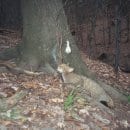 Insgesamt machten die Kameras 118 Wildkatzen-Fotos. Besonders fotogen zeigte sich eine Katze, die insgesamt 19 Minuten lang vor einer Kamera posierte. (Quelle: Nationalparkforstamt Eifel)