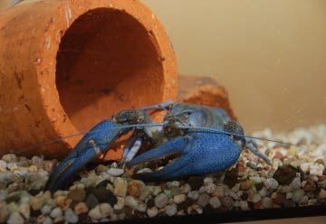 Internationale Flusskrebstagung zu Gast im Nationalpark Eifel