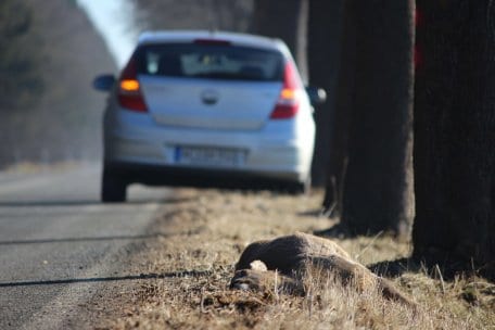 It is not uncommon for vehicles to hit wild animals, especially in forested areas. 