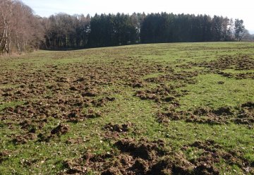 Jagd auf Wildschweine in Kooperation mit Nationalpark-Nachbarn