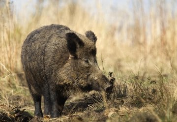 Jagd auf Wildschweine in Kooperation mit Nationalpark-Nachbarn