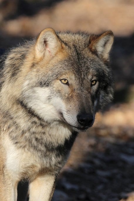 Kehrt in alte Lebensräume zurück: Der Wolf.
