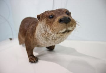 Kindgerecht mehr über Natur und Wildnis erfahren