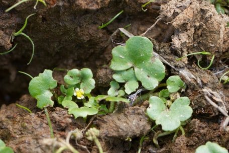Klein und unscheinbar: der lange als verschollen gegoltene und 2017 wiederentdeckte Efeu-Wasserhahnenfuß.