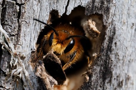 Kleine Dinge groß herausbringen: Das uns noch Vieles mehr lernen Interessierte bei einem Workshop im Nationalpark-Zentrum Eifel von Fotografen Paul Kornacker.