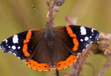 Klimawandel im Zentrum – Wie verhalten sich Kuckuck, Admiral, Groppe &amp; Co.?