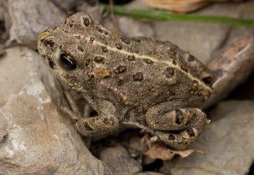 Kooperation zwischen Naturgucker.de und Nationalpark Eifel