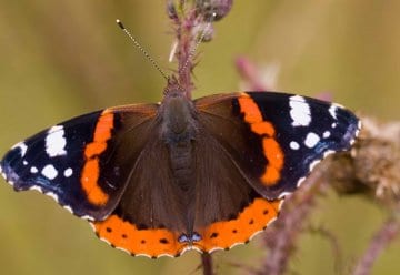 Kuckuck, Marder &amp; Co. - Klimawandel im Zentrum